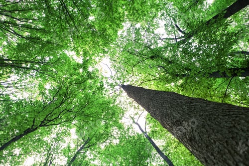 Preview: Forest Trees Nature Green Wood Sunlight Backgrounds