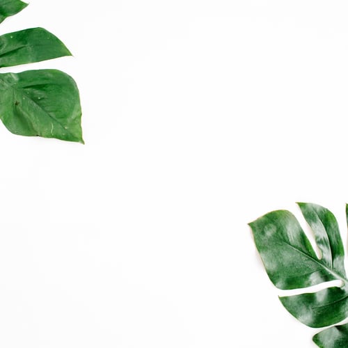 Preview: Tropical Palm Leaves. Flat Lay, Top View