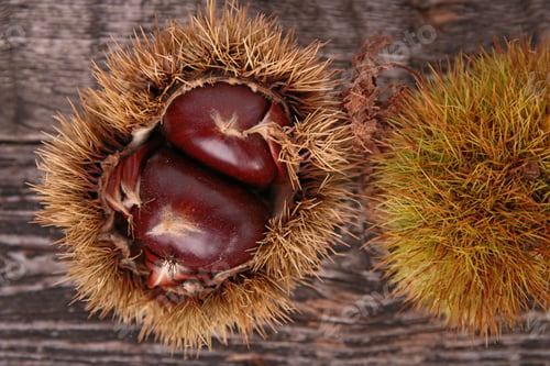 Preview: Chestnut