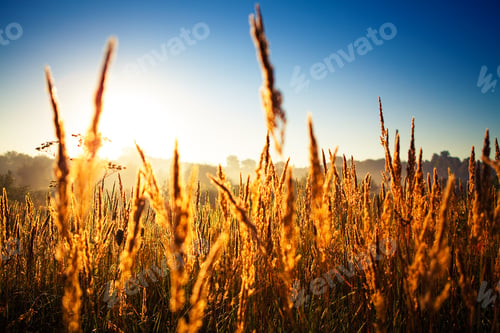 Preview: Wheat Field