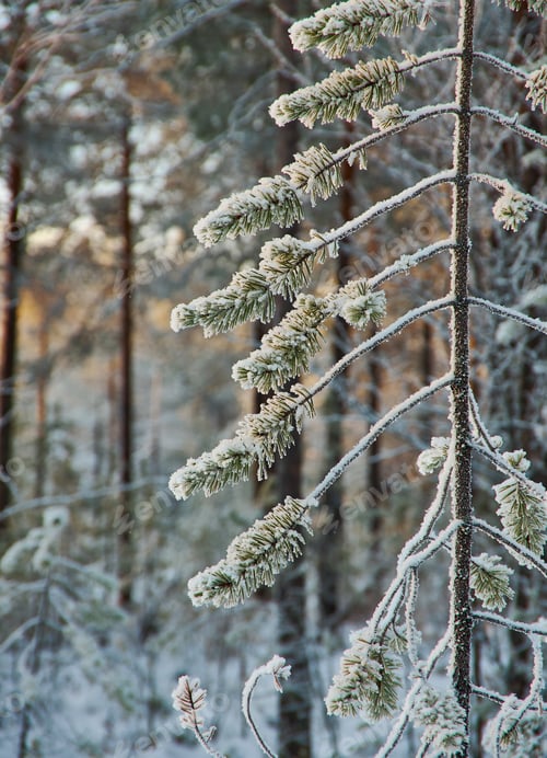 Preview: Winter Landscape With The Pine Forest And Sunset, Shallow Depth-Of-Field