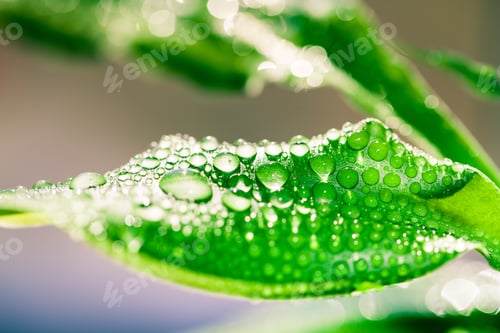 Preview: Morning Nature Background With Beautiful Drop