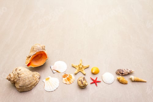 Preview: Seashells Summer Background. Lots Of Different Seashells Piled Together, Copy Space, Frame
