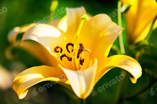 Preview: Yellow Lilies In The Keukenhof Park