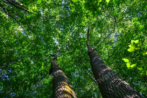 Preview: Forest Trees Nature Green Wood Sunlight Backgrounds