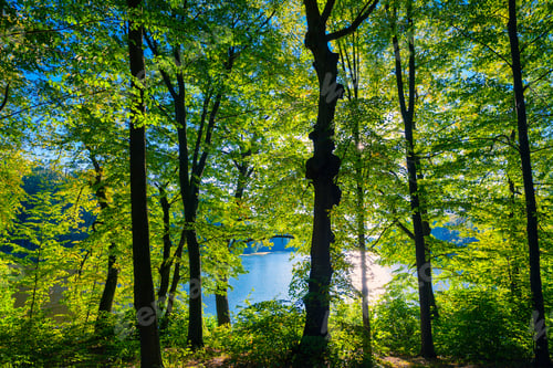 Preview: Beautiful Green Forest