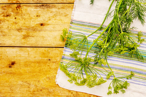 Preview: Fresh Young Dill, Inflorescences And Its Greens. Traditional Ingredient For Cooking. Old Wooden