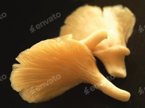 Preview: Oyster Mushrooms On Black Granite