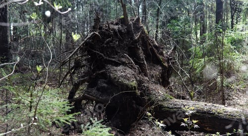 Preview: Pine Forest. Depths Of A Forest. Journey Forest Paths. Trees Without Foliage In Early Spring