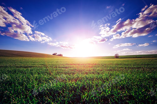 Preview: Green Field And Beautiful Sunset