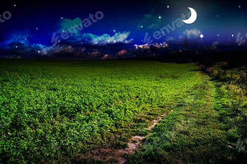 Preview: Field Of Grass. Meadow Wheat Under Sky
