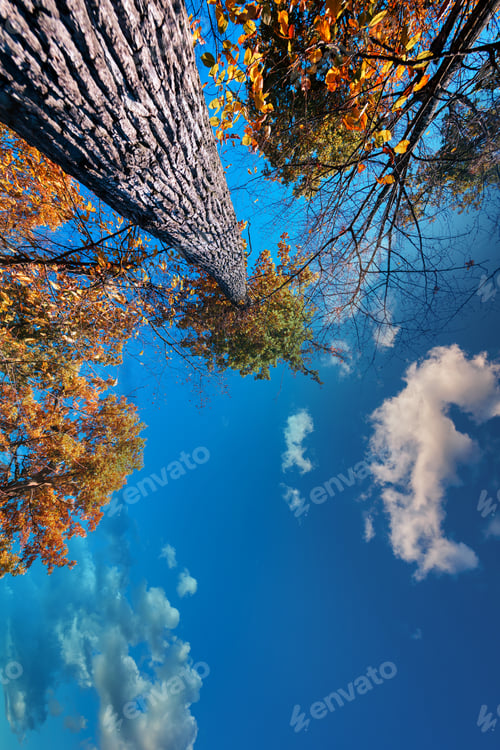 Preview: Forest Tree. Dry Leafs Backgrounds