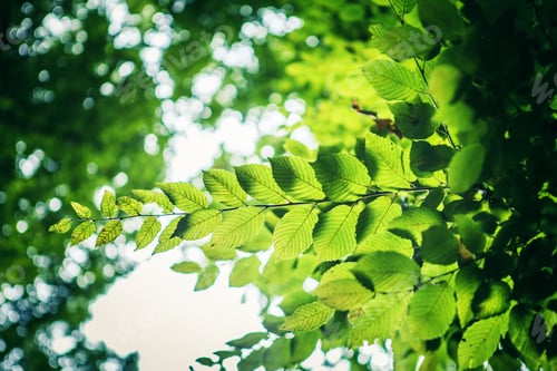 Preview: Forest Trees Leaf. Nature Green Wood Sunlight Backgrounds