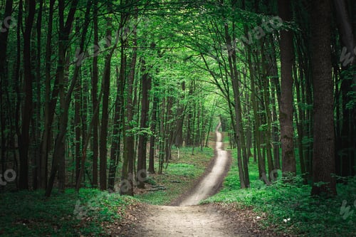 Preview: Beautiful Green Forest