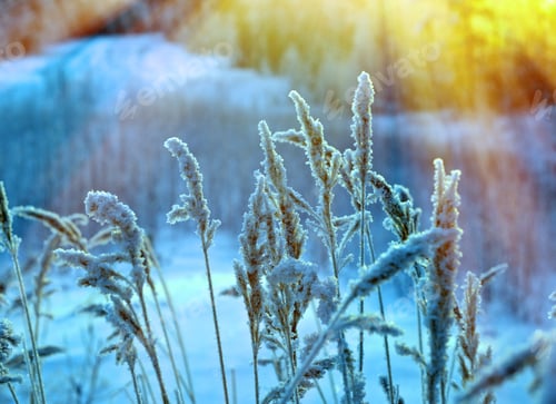 Preview: Winter Snowy Forest At Sunset. Beautiful Christmas Landscape