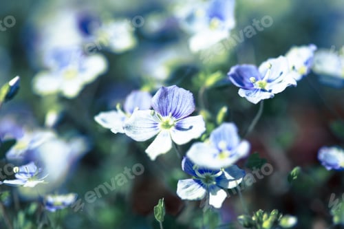 Preview: Nice Flowers