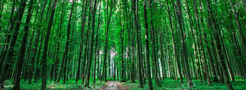 Preview: Spring Forest Trees