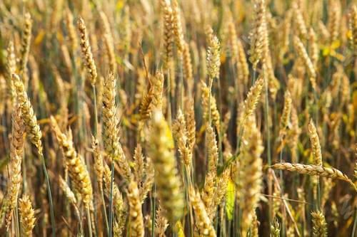 Preview: Wheat Field