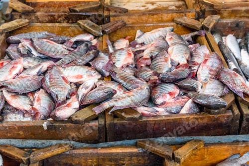 Preview: Fish On Fish Market In Hurghada City, Egypt