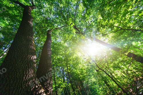 Preview: Forest Trees Nature Green Wood Sunlight Backgrounds