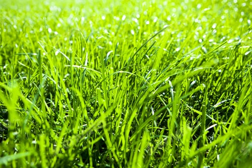 Preview: Green Grass Natural Background