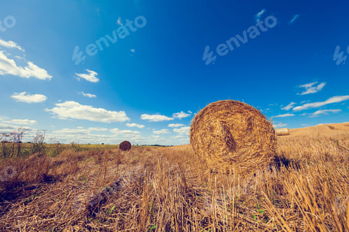 Preview: Wheat Field After Harvest With Straw Bales At Sunset