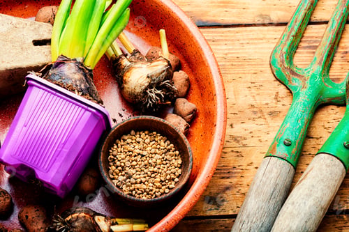 Preview: Hyacinth Sprout,Plant Seeds And Garden Tools.Spring Garden Concept