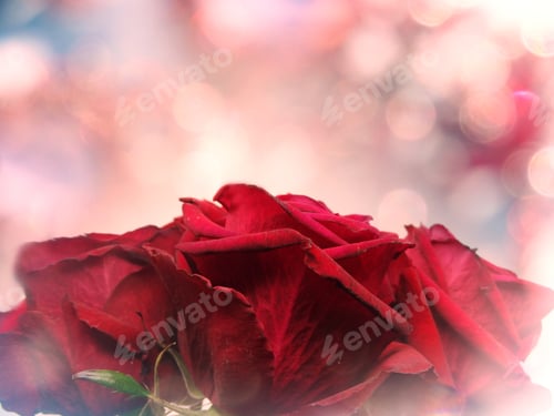 Preview: Love Valentine'S Day With Red Roses Flowers On Shiny Background