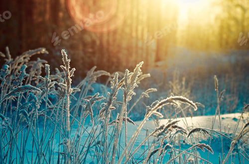 Preview: Winter Scene .Frozenned Flower .Pine Forest And Sunset
