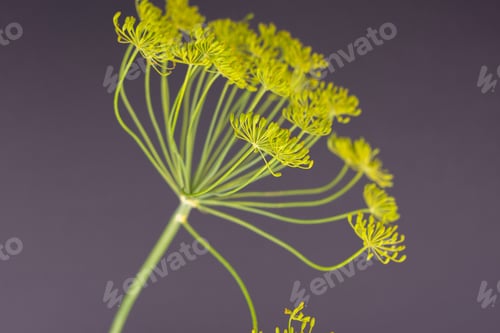 Preview: One Whole Fresh Yellow Dill Flowers Cluster Lush On Grey Background