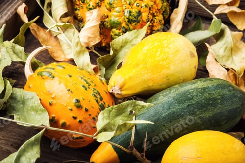Preview: Beautiful Autumn Seasonal Background With Pumpkins In Tray.Autumn Nature Concept