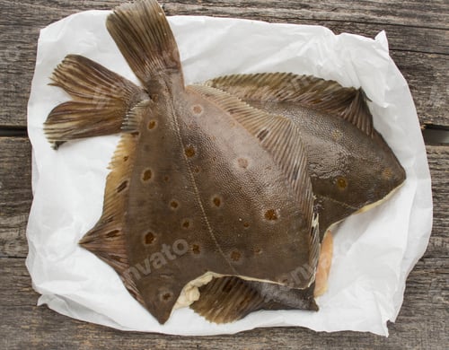 Preview: Freshly Caught Flounder On White Paper