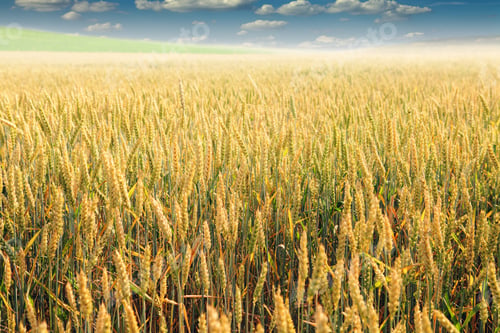 Preview: Wheat Field