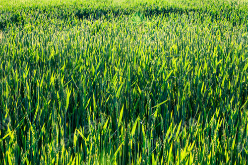 Preview: Wheat Field