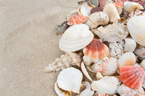Preview: Sea Shells On Sand