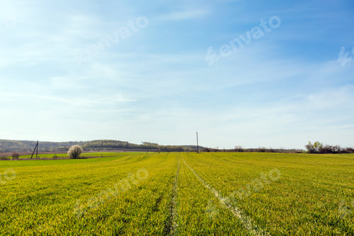 Preview: Green Field And Beautiful Sunset