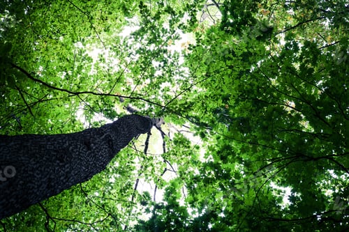 Preview: Forest Trees Nature Green Wood Sunlight Backgrounds