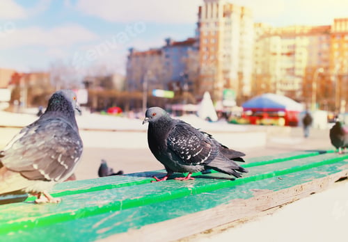 Preview: Gray Doves On The Background Of The Building