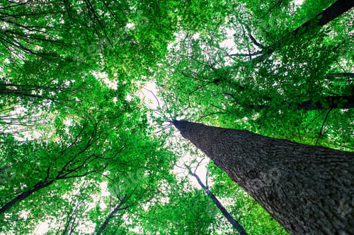 Preview: Forest Trees Nature Green Wood Sunlight Backgrounds