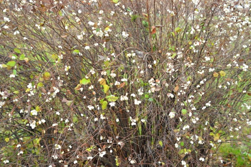 Preview: Bush With White Berries In Autumn Park, Russia.
