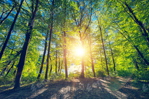 Preview: Beautiful Green Forest