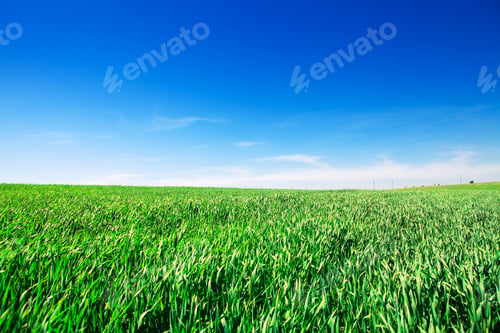 Preview: Green Grass Under Blue Sky