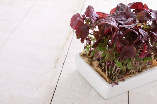 Preview: Fresh Micro Herbs