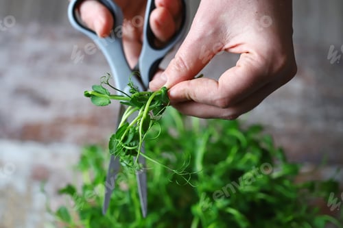 Preview: Selective Focus. Man’S Hands Cut Micro-Greens With Scissors. Fresh Juicy Sprouts Of Peas. Trace