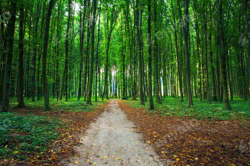 Preview: Beautiful Green Forest