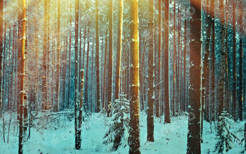 Preview: Winter Landscape With The Pine Forest And Sunset