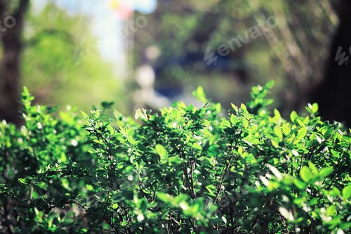 Preview: Bright Spring Greens At Dawn In The Forest. Nature Comes To Life In Early Spring.