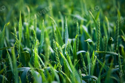 Preview: Beatiful Morning Green Field With Blue Heaven