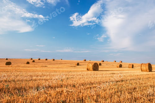 Preview: Wheat Field After Harvest With Straw Bales At Sunset