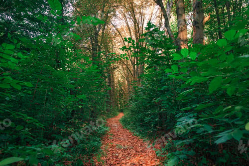 Preview: Beautiful Green Forest